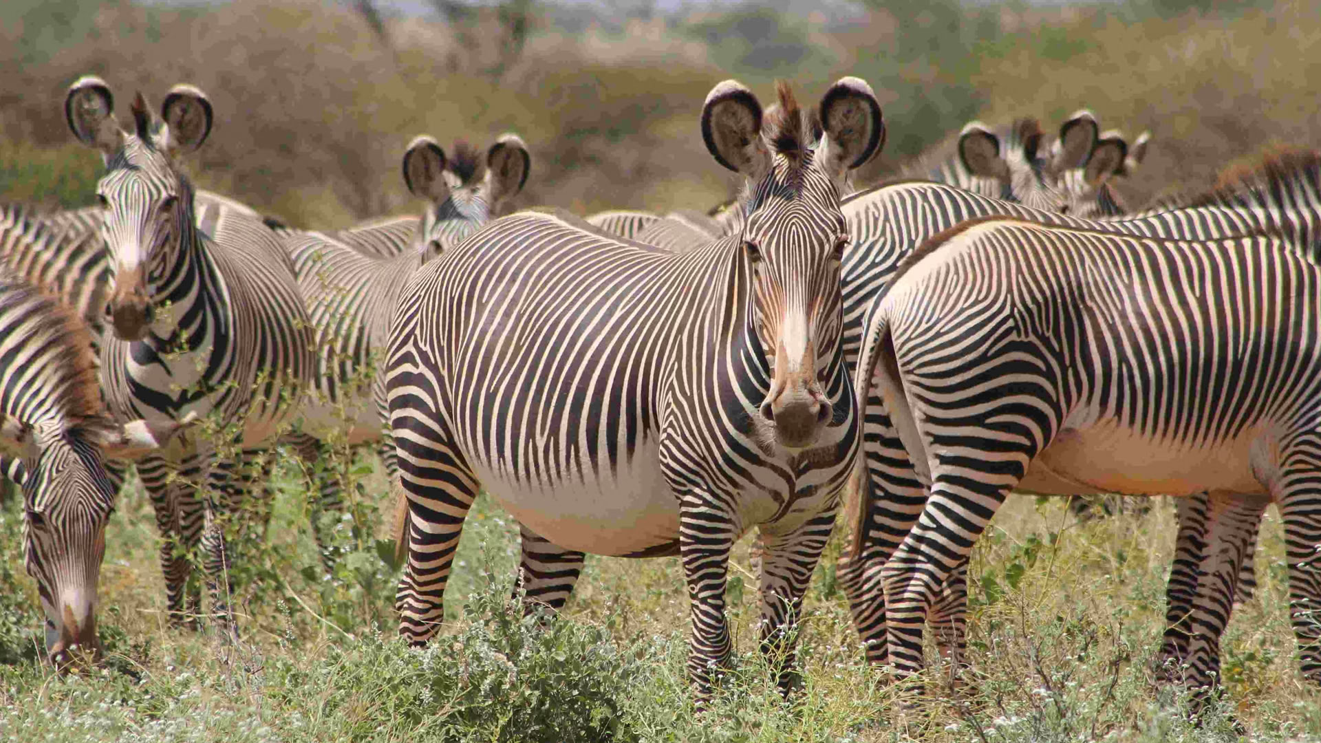 12 days grevy zebra safari