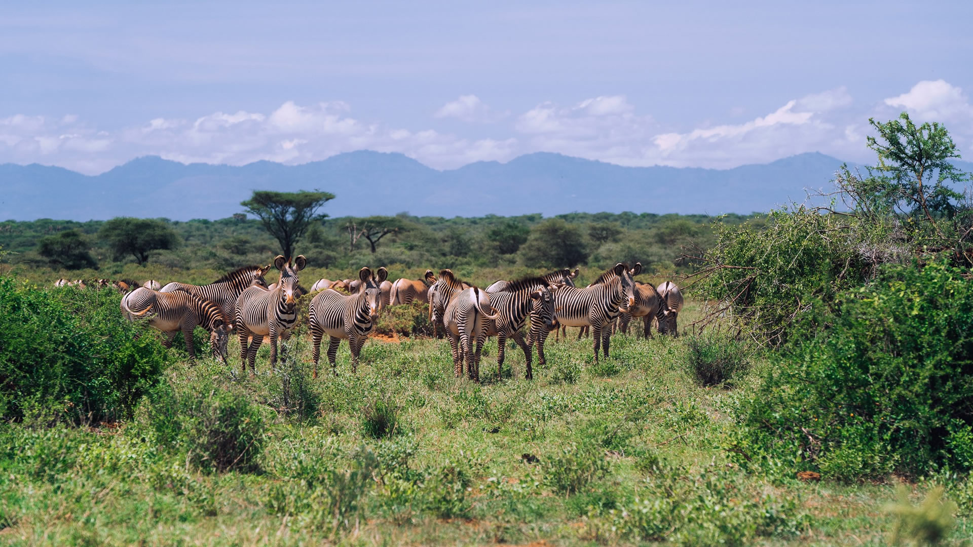 4 Days Samburu National Reserve & Ol Pejeta Conservancy 