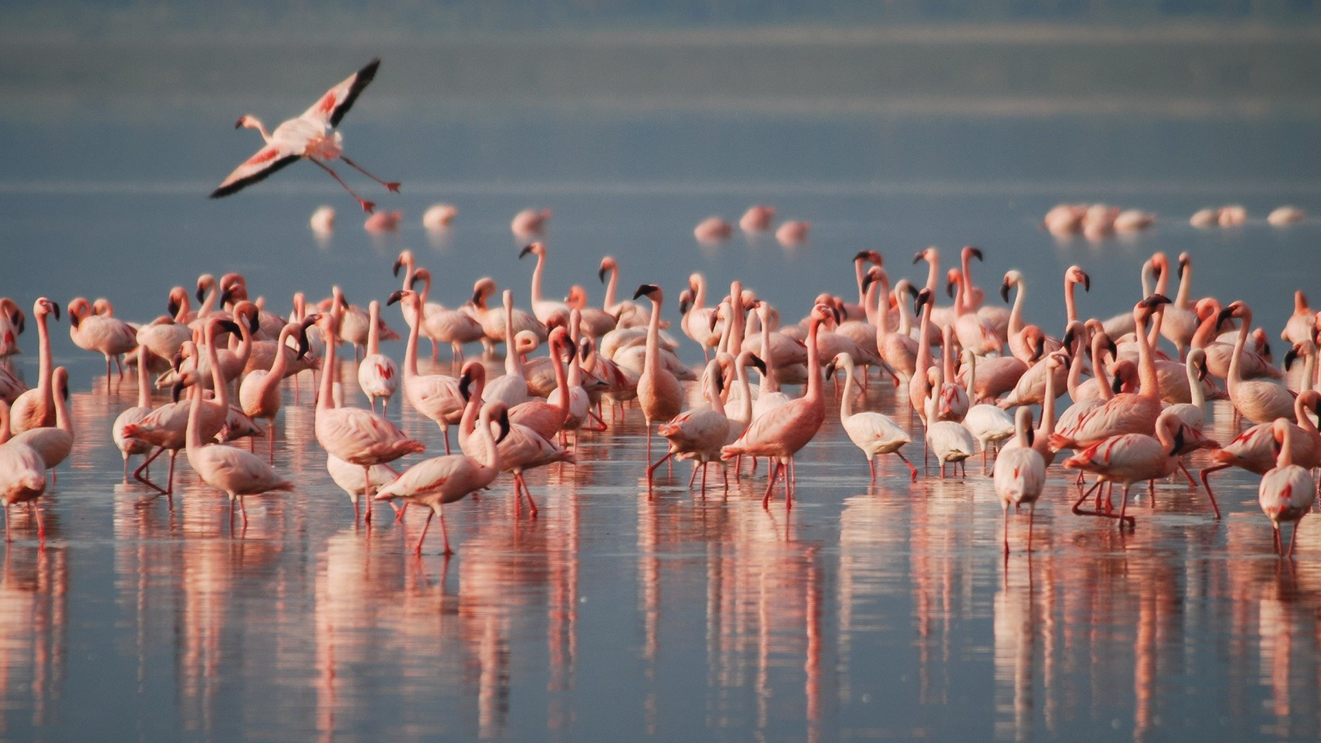 lake nakuru national park lake nakuru national park