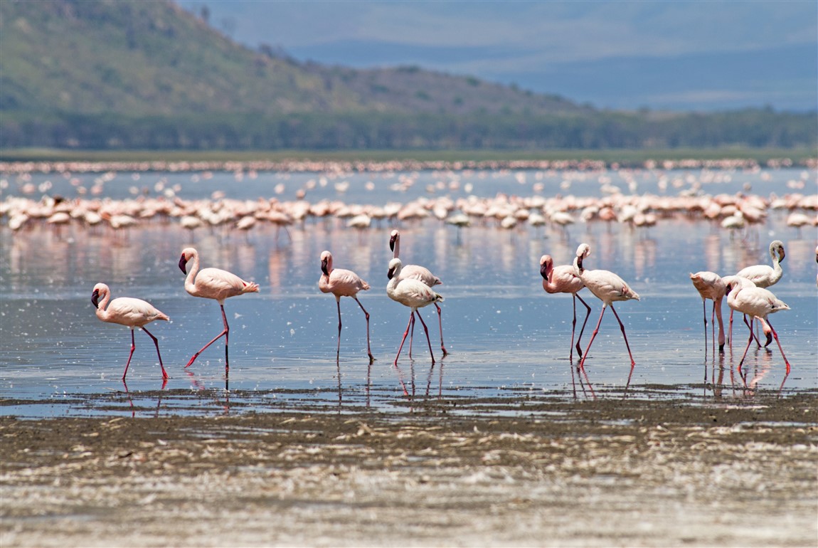 1 day lake nakuru national park 1 day lake nakuru national park
