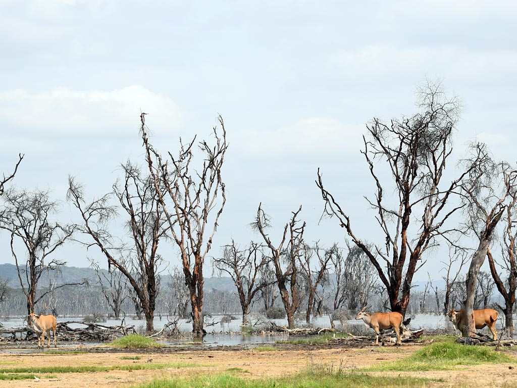 1 day lake nakuru national park 1 day lake nakuru national park