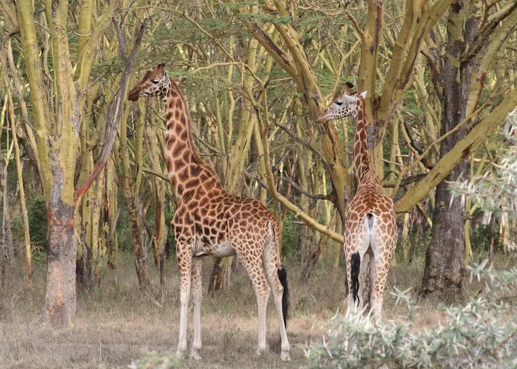 1 day lake nakuru national park 1 day lake nakuru national park