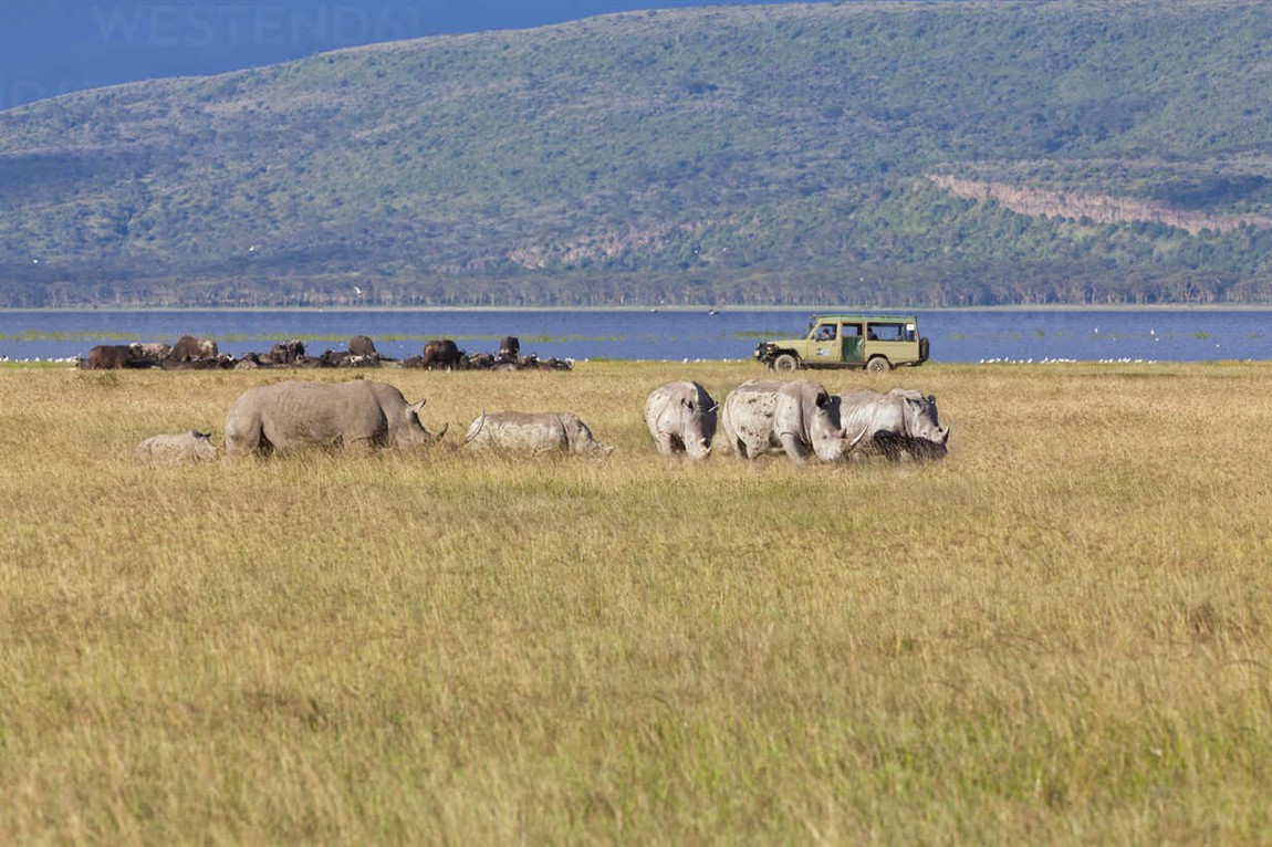 1 day lake nakuru national park 1 day lake nakuru national park