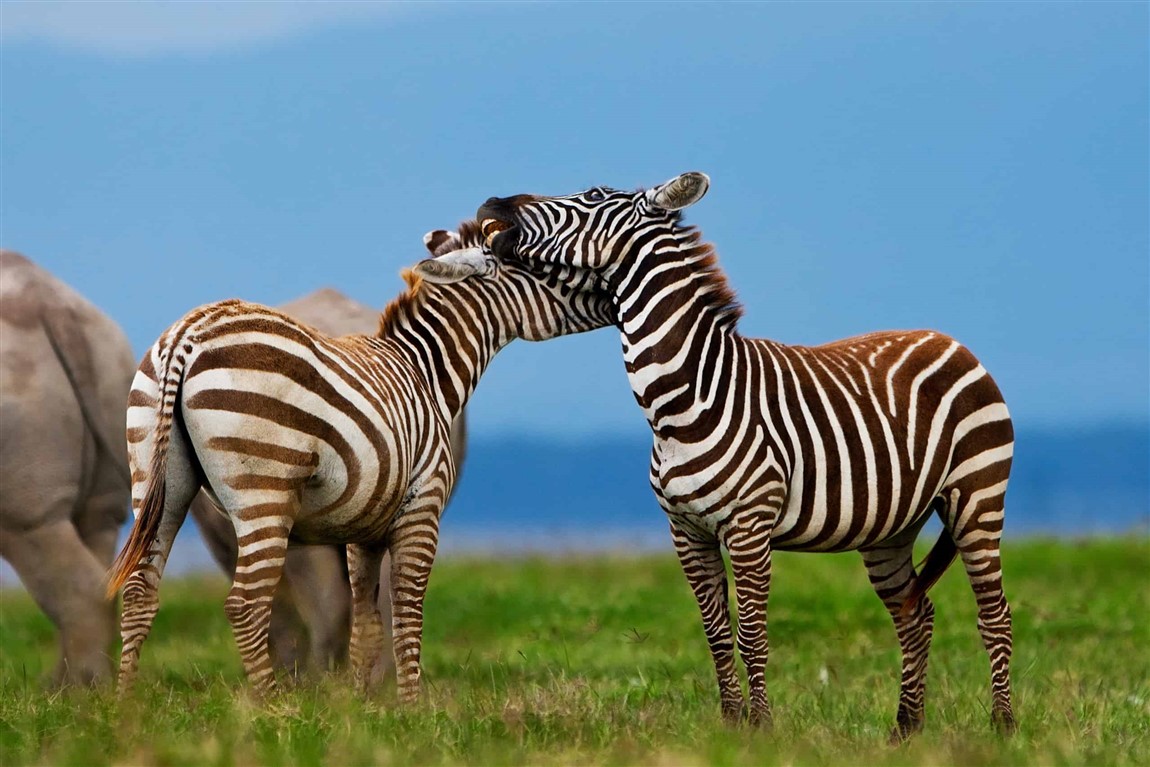 1 day lake nakuru national park 1 day lake nakuru national park