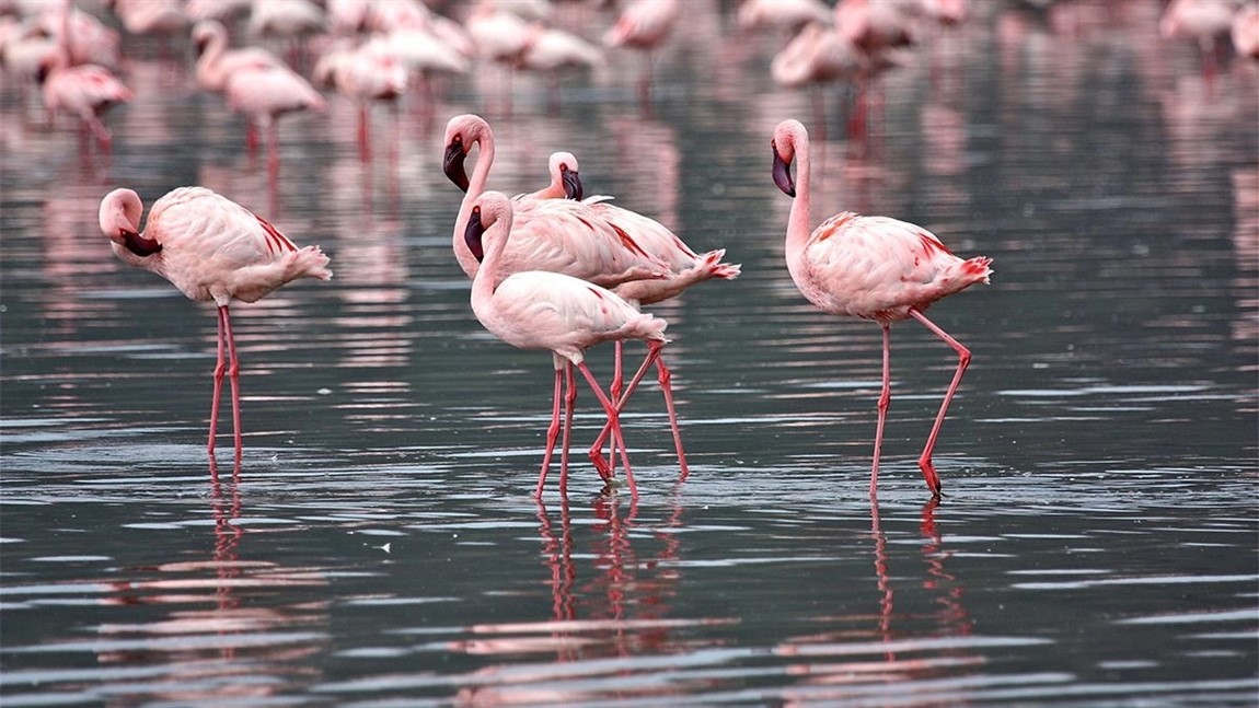 1 day lake nakuru national park 1 day lake nakuru national park
