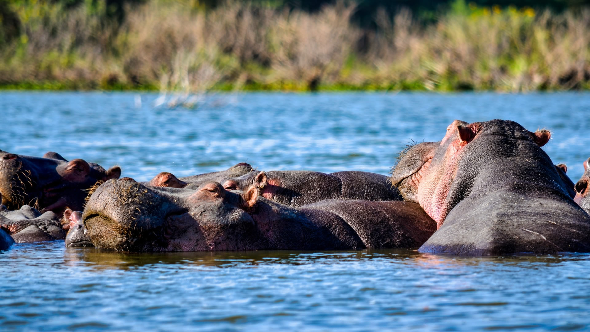 1 day lake nakuru national park 1 day lake nakuru national park