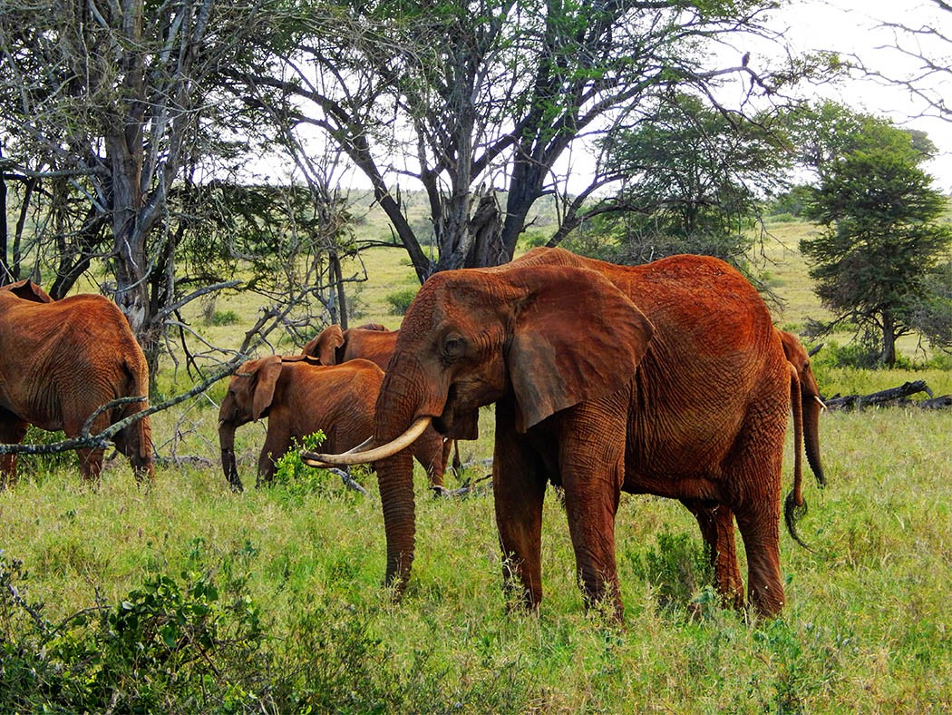 2 days tsavo east national park & taita hills sanctuary 2 days tsavo east national park & taita hills sanctuary