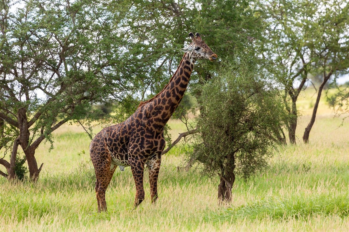 2 days tsavo east national park & taita hills sanctuary 2 days tsavo east national park & taita hills sanctuary