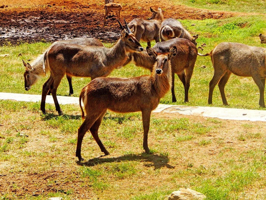 2 days tsavo east national park & taita hills sanctuary 2 days tsavo east national park & taita hills sanctuary