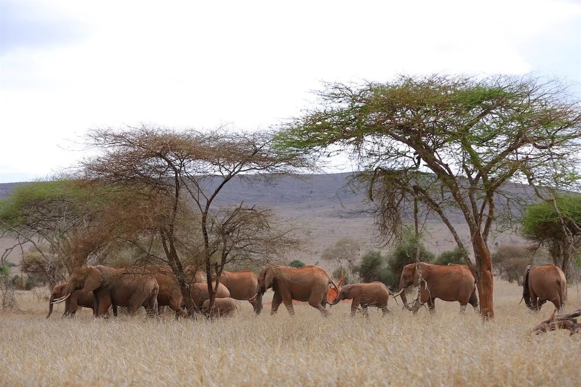 2 days tsavo east national park & taita hills sanctuary 2 days tsavo east national park & taita hills sanctuary