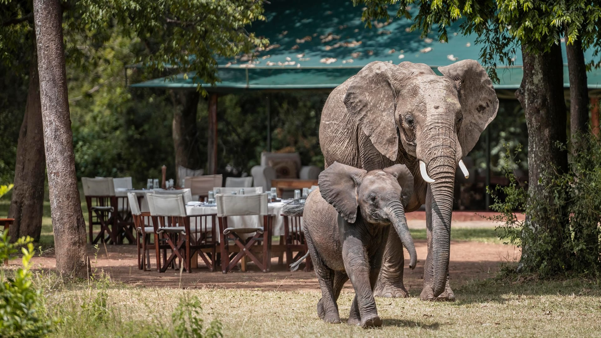 3 Days Maasai Mara Reserve - Little Governors