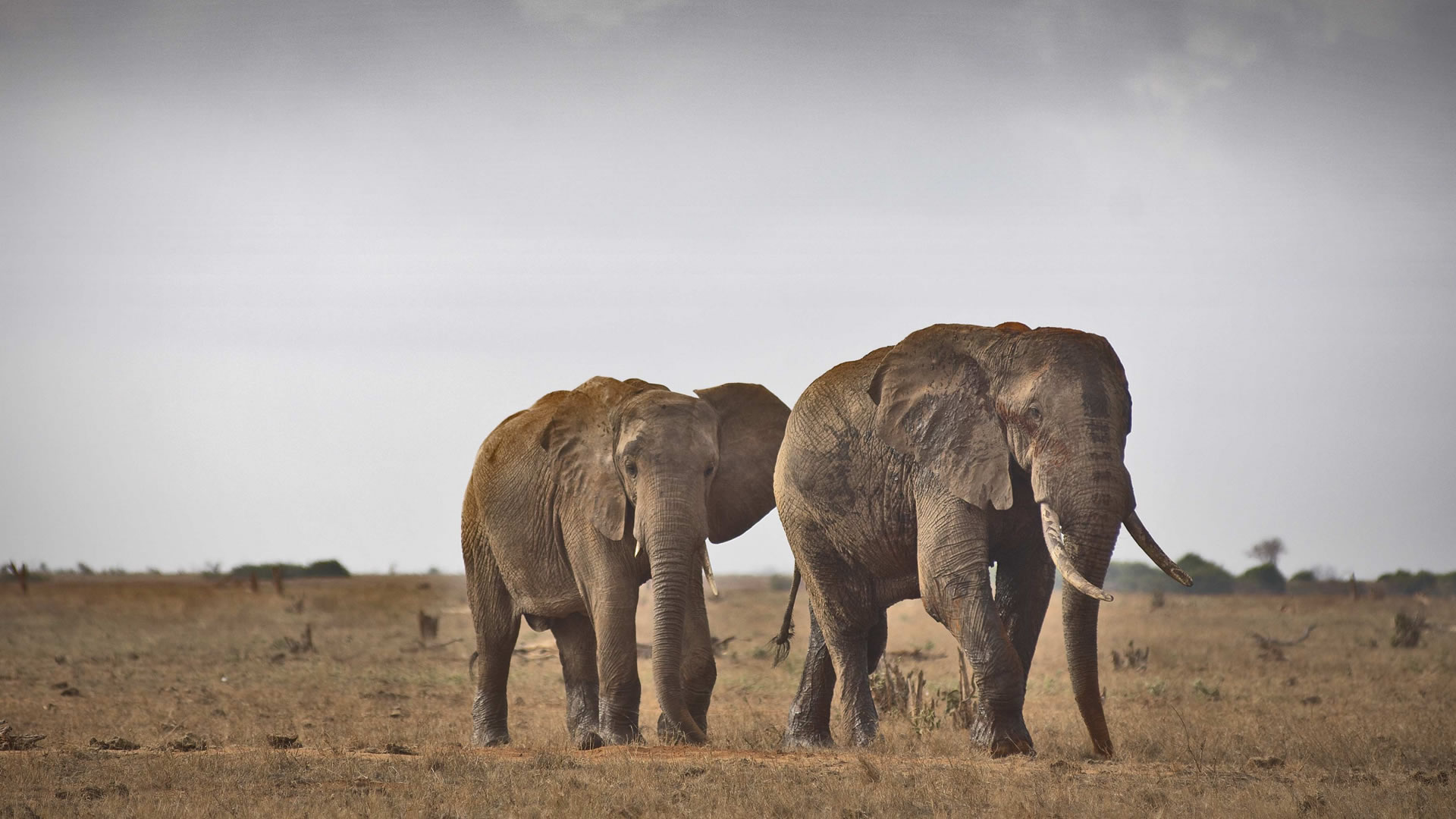 3 Days Tsavo East & Amboseli National Parks 3 Days Tsavo East & Amboseli National Parks
