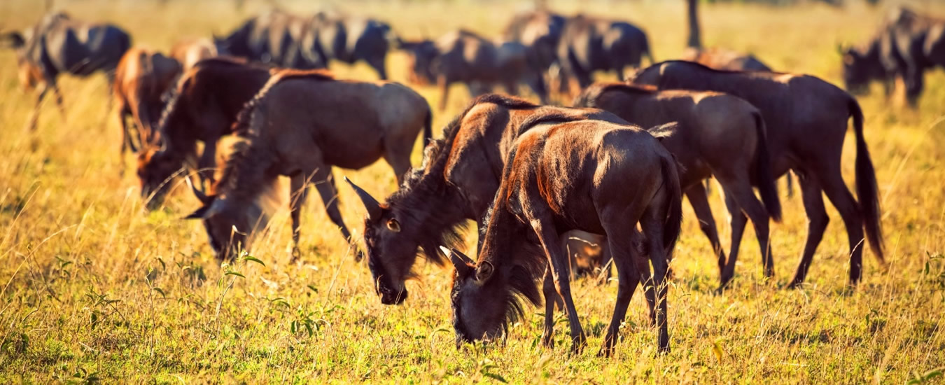 About Top Africa Safaris