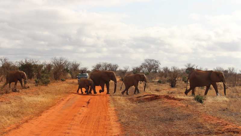 3 Days Maasai Mara Reserve - Little Governors