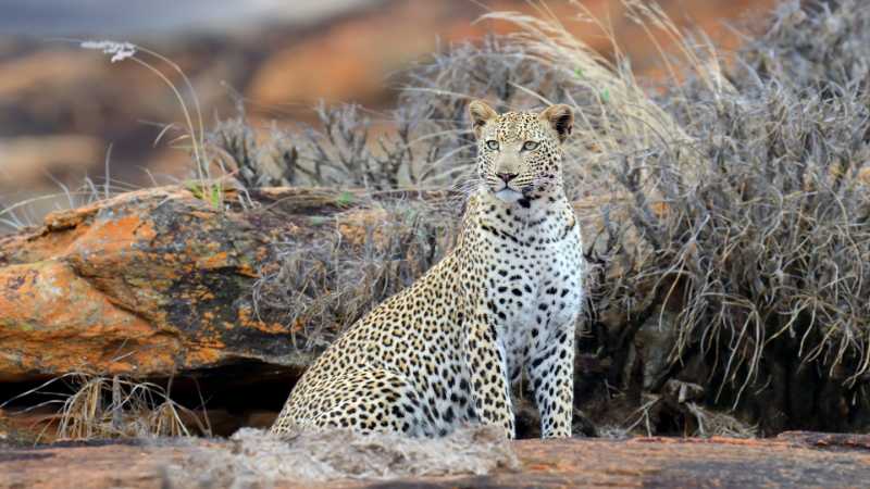 aberdare national park